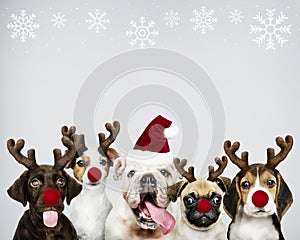 Group of puppies wearing Christmas costumes to celebrate Christmas photo